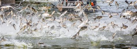 Silver Carp - Mississippi National River & Recreation Area (U.S ...
