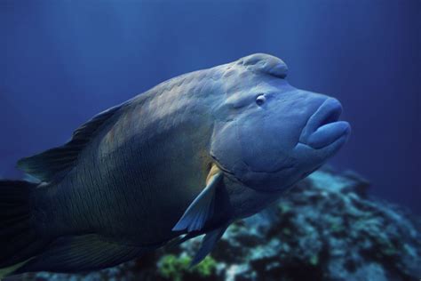 Humphead Wrasse Species Wwf