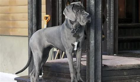 Gray Great Dane Dog Breed Information