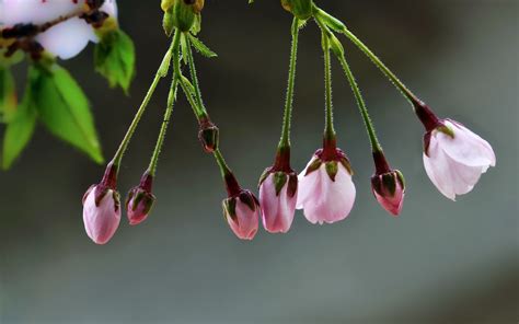 Flowers Red Photography Macro Branch Cherry Blossom Blossom Pink Spring Leaf Flower