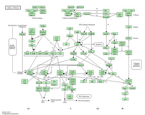 KEGG PATHWAY: Cell cycle - Homo sapiens (human)