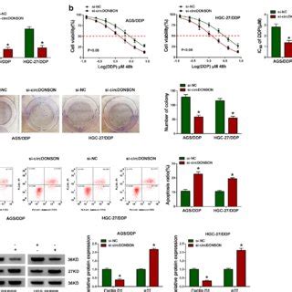 Circdonson Knockdown Inhibits Ddp Resistance Of Gc Cells In Vitro