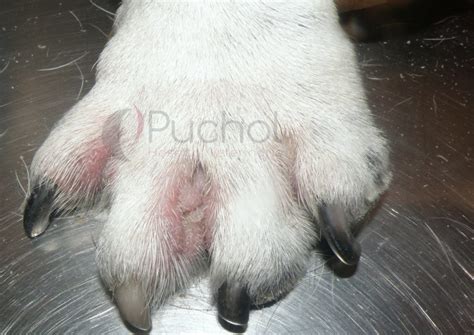 Dermatitis Atópica Canina Veterinarios Hospital Veterinario Puchol