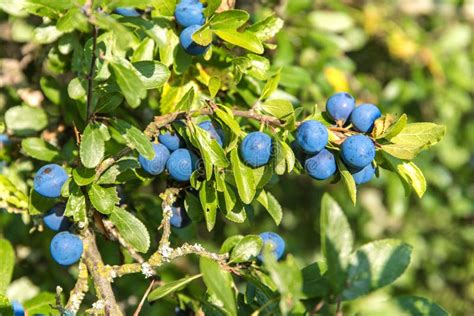 Prunus Spinosa Blackthorn Or Sloe The Fruits Of Blackthorn Prunus