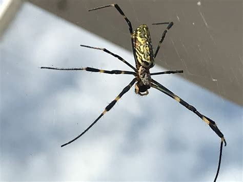 Male Nephila Clavata