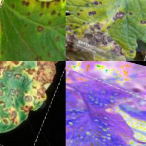 Plants Diseases Detection Using Image Processing Object Detection