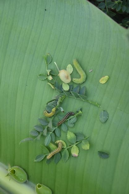 Premium Photo Caterpillar In Chickpeas Tree Indian Farming