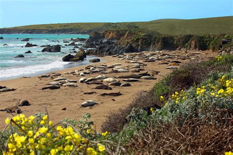 Elephant Seal Rookery Rennett Stowe Flickr