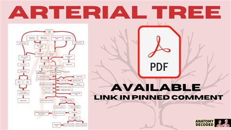 3D Arterial Tree Anatomy Blood Supply Of All Regions Of The Body