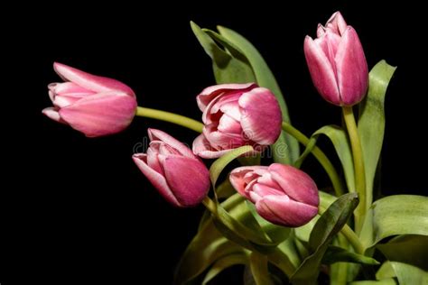 Zwarte Achtergrond Van Het Tulpen De Roze Boeket Stock Afbeelding