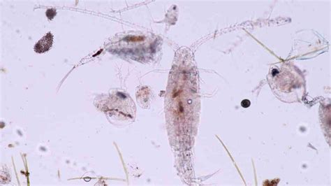 What Are Copepods