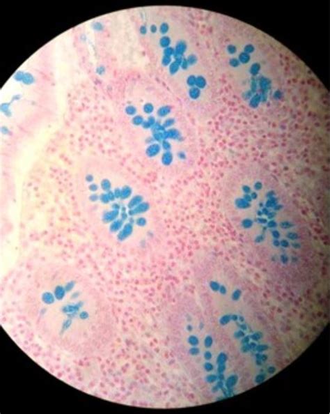 The Alcian Blue Stain For Histology