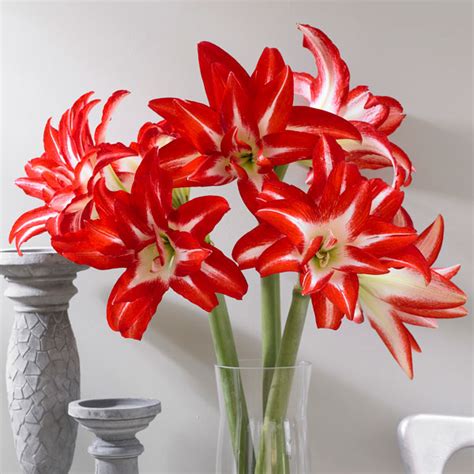 Hippeastrum Double Collection 2 Garden Express