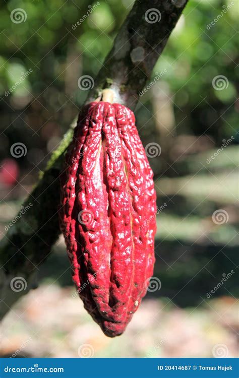 Cosses De Cacao Image Stock Image Du Haricot Gros Botanique 20414687