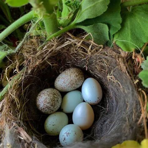 20 Black Bird Eggs Identification and Photos