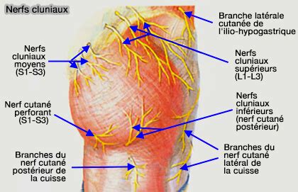 Nerf Cutané Fémoral Postérieur