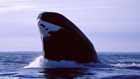 Bowhead Whale Balaena Mysticetus Moderately Endangered