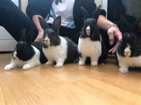 Dutch Baby Rabbits For Sale In Leicester Leicestershire Gumtree