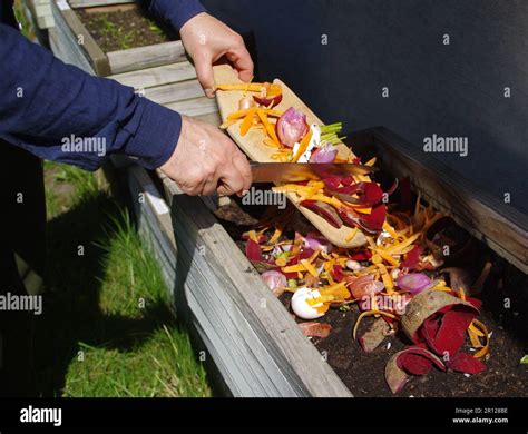 Compost From Organic Waste Man Throws Kitchen Vegetable Fruit And Egg