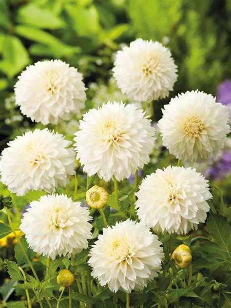 Dalia Dahlia Myama Fubuki Sklep Cebule Pl