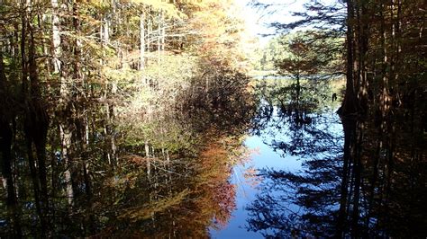 Stuart Lake Nf Campground Pineville La
