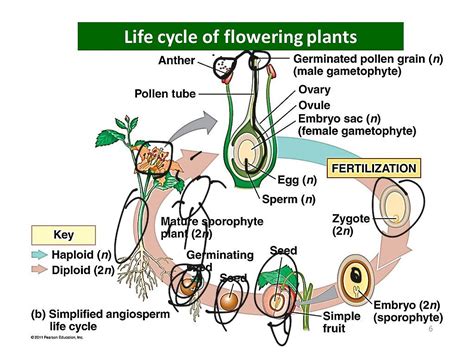 Angiosperm Life Cycle Pearson