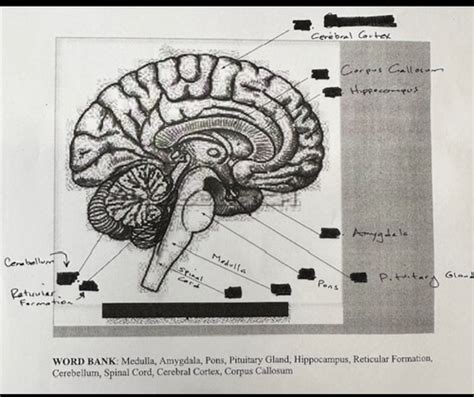 Psychology Midterm Flashcards Quizlet