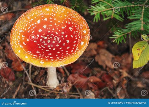 Mosca Agria Amanita Muscaria Hongo En El Bosque Cercano Vista Superior