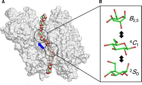 A Model Of The Bcsd Cesd G12 Complex A Shape Of A Cellulose Chain