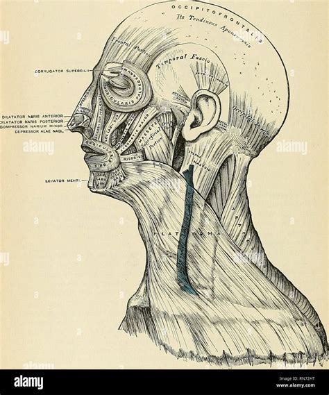 Anatomía descriptiva y aplicada Anatomía 364 LOS MÚSCULOS Y FASCIjE