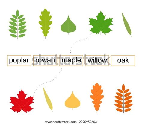 Activity Children 5 Different Types Leaves Stock Vector (Royalty Free ...