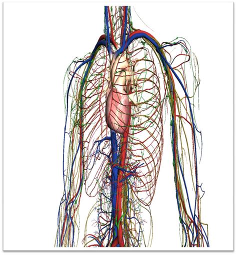 Circulatia Sangelui Nursing Info