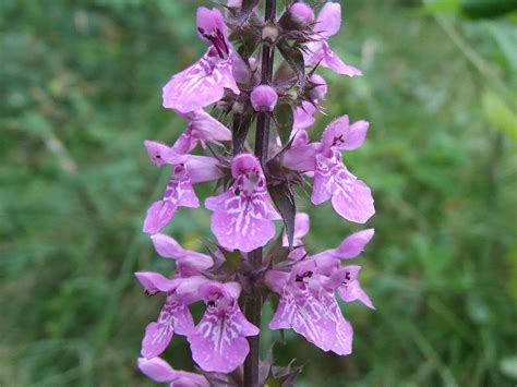 Stachys palustris DSCF1270 edited Czyściec błotny Sumpf Flickr