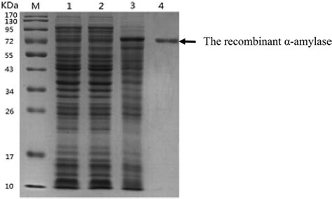 Sds Page Analysis Of The Amylase Expression And Purification