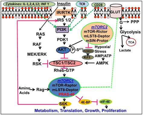 Nutrients Free Full Text The Role Of Mechanistic Target Of