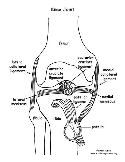 A P LAB 6 Diagram Quizlet