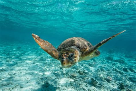 Loggerhead Sea Turtle Swimming On Reef Stock Image Image Of Caretta