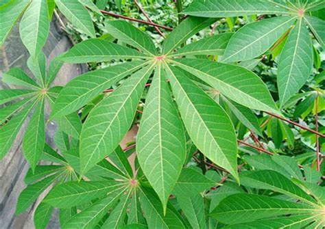 Kinshasa Une Botte Des Feuilles De Manioc Passe De Fc