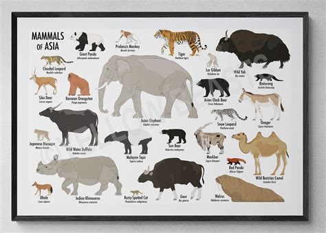 Mammals of Asia Poster - Etsy