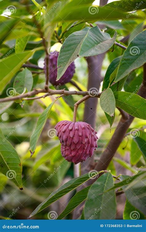 Atemoya Tree