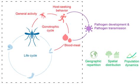 Aedes Mosquito Life Cycle