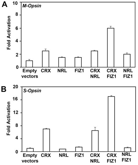 FIZ1 Alters The CRX Mediated Activation Of Two Opsin Promoters Two