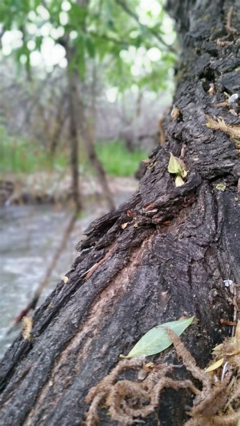 Free Images Tree Water Nature Forest Branch Wood Leaf Trunk