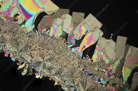 Creatine Crystals Light Micrograph Stock Image C046 8495 Science