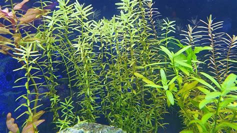 Aquatic Plant Diseases: Early Signs, Prevention & Cure