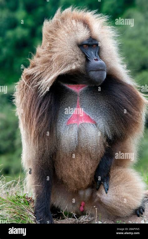 Gelada Baboon Theropithecus Gelada In Simien Mountains National Park