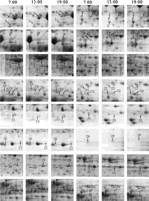 Enlarged Image Of The Differential Protein Spots Of N Flagelliforme At