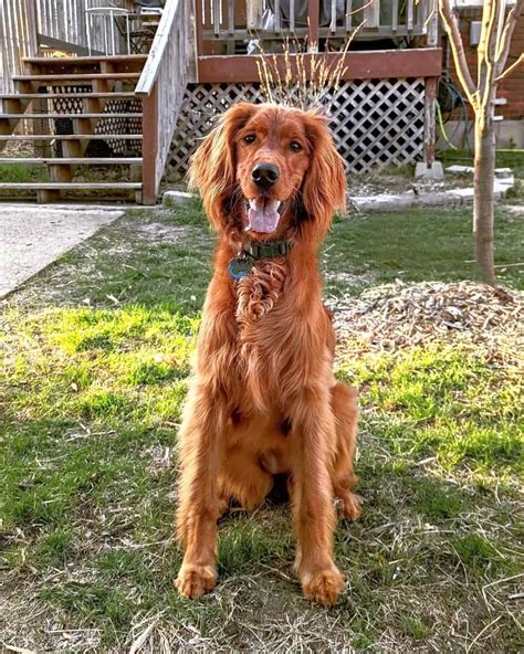 11 Unique Irish Setter Mixes Youll Love With Pictures