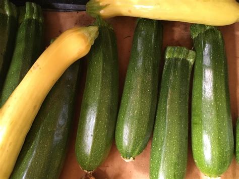 Zucchinisummer Squash Upswing Farm