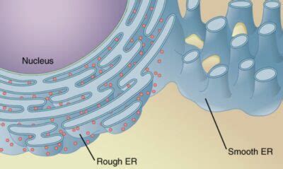 The Cell Organelles Concise Medical Knowledge